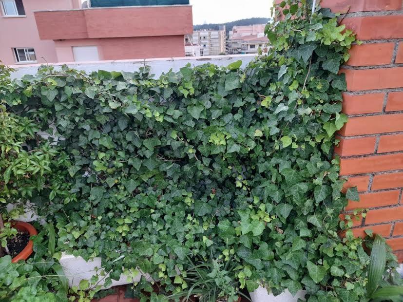Apartament Atico Isaac Albeniz La Pineda Zewnętrze zdjęcie